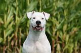 DOGUE ARGENTIN 372